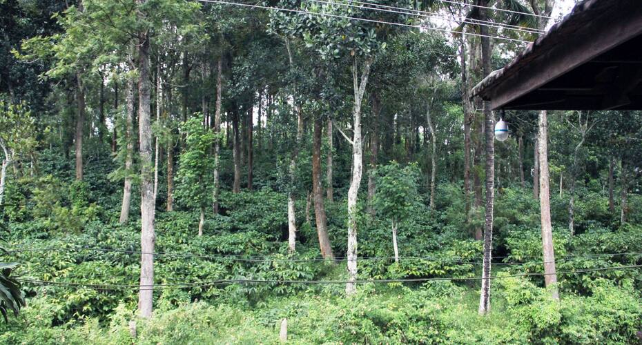 Kairli Palace Homestay, Thekkady 5